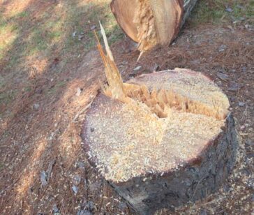Tree stump grinding service removing old stump in Jackson, MS