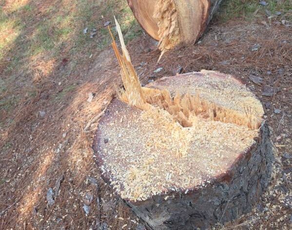 Tree stump grinding service removing old stump in Jackson, MS