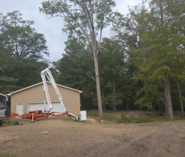 Safe and affordable tree removal services in Jackson MS